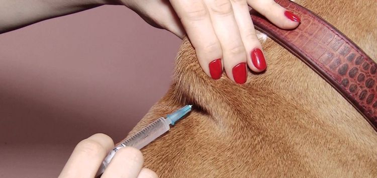 Injection sous-cutanée pour un chien