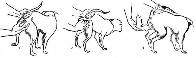 Examen des glandes para-anales