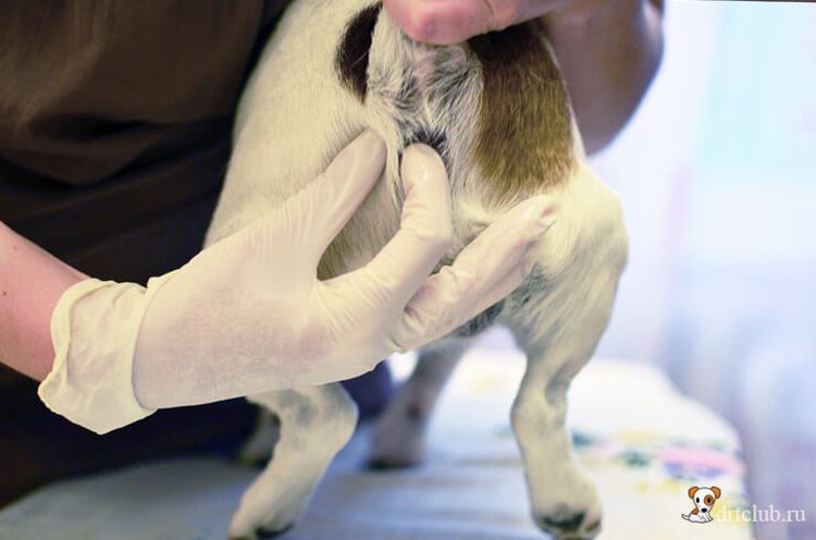 Extraire la sécrétion