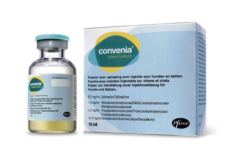 Antibiotique pour chiens