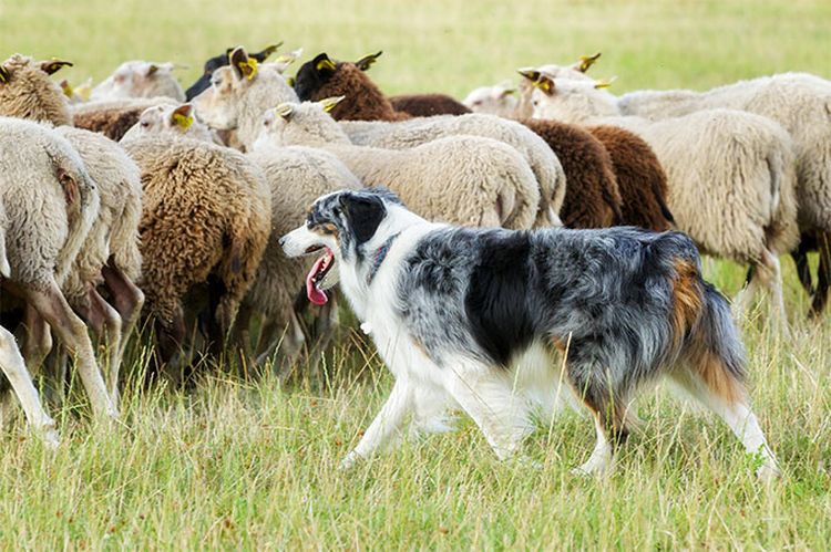 Un border collie gardant des moutons