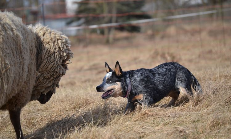 Un bouvier australien garde des moutons