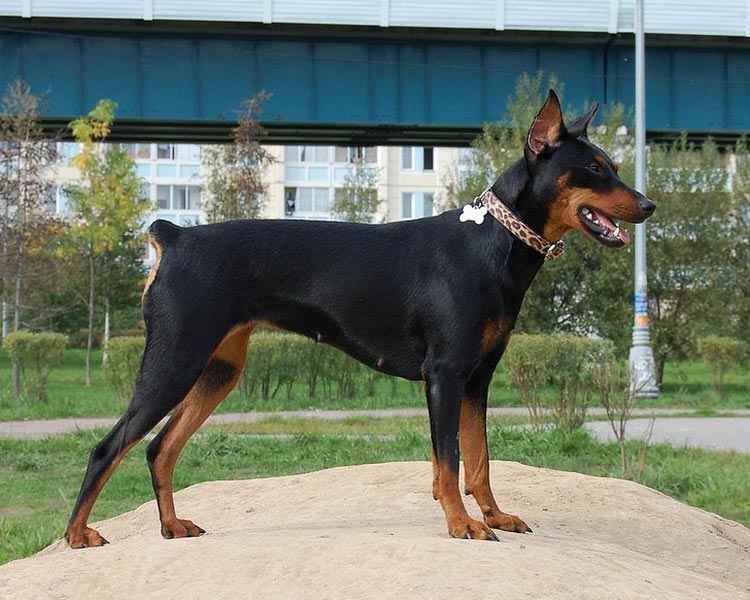 Pinscher allemand