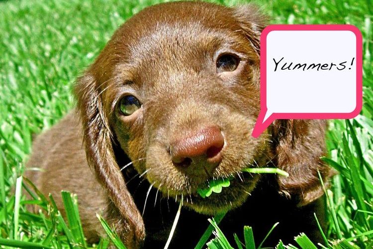 Le chiot mâche de l'herbe