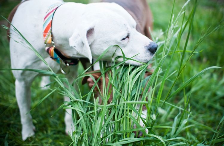 Le chien mange de l'herbe