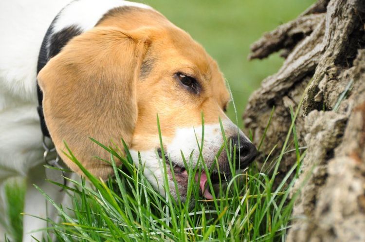Le beagle mange de l'herbe