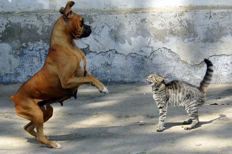 Le chat crache sur le chien