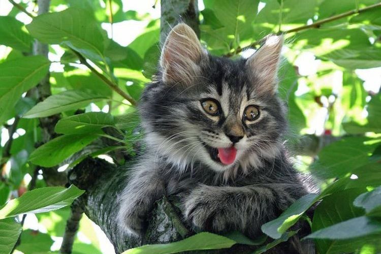 Chaton gris sur un arbre