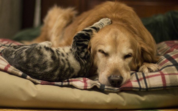 Golden retriever et chat