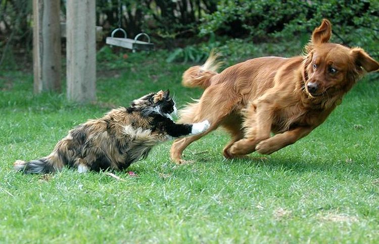 Le chat poursuit le chien