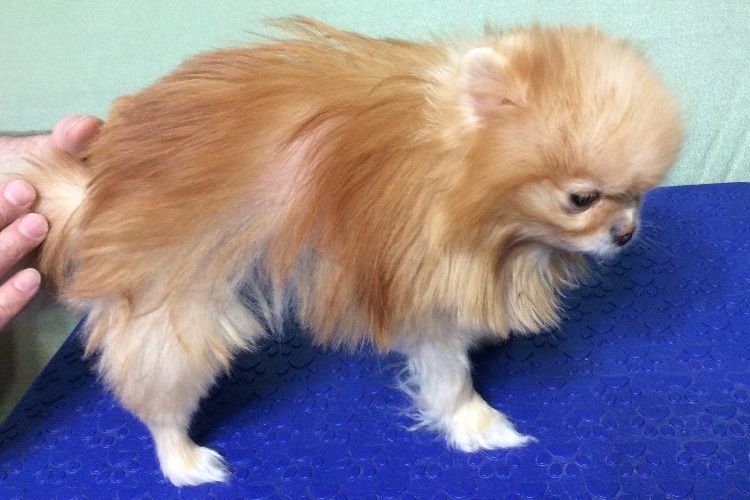 Un chien avec des zones chauves