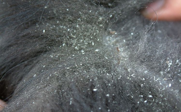 Pellicules chez les chiens