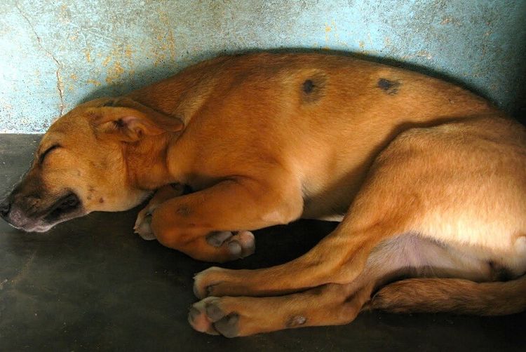 Teigne chez un chien