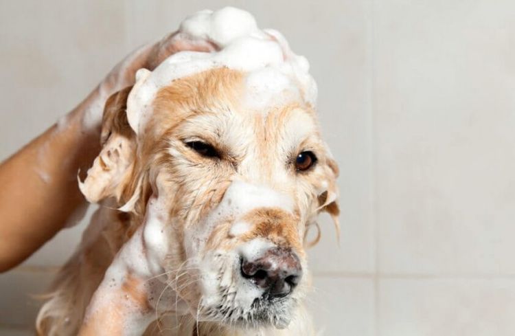 Donner un bain à un chien