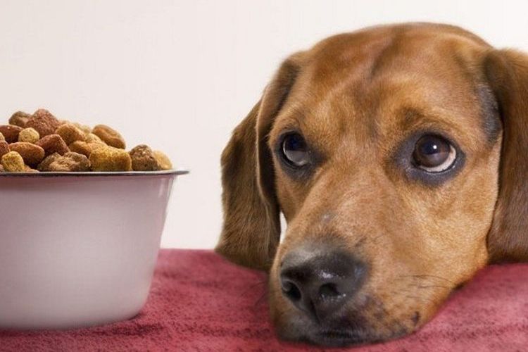 Le chien ne veut pas manger de nourriture