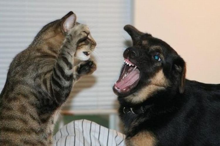 Un chat se bat avec un chien