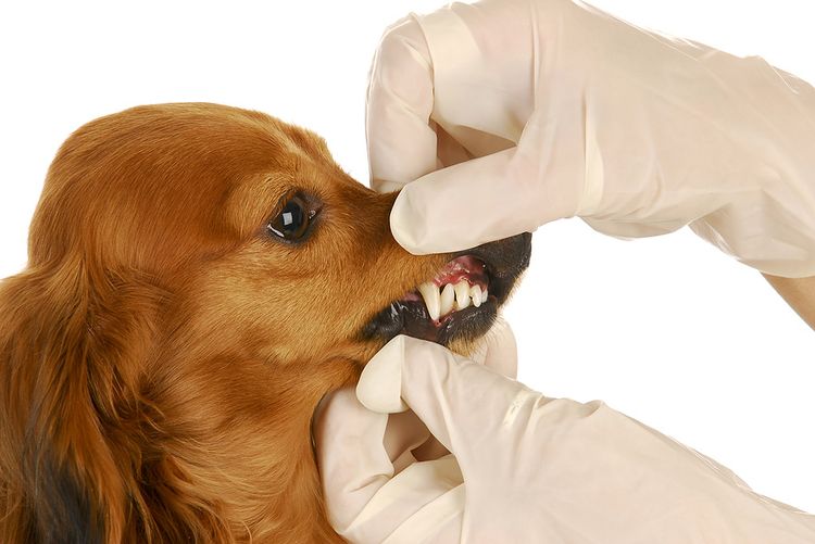 Examiner les dents d'un chien