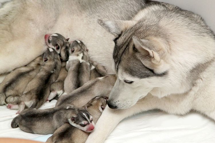 chiots husky