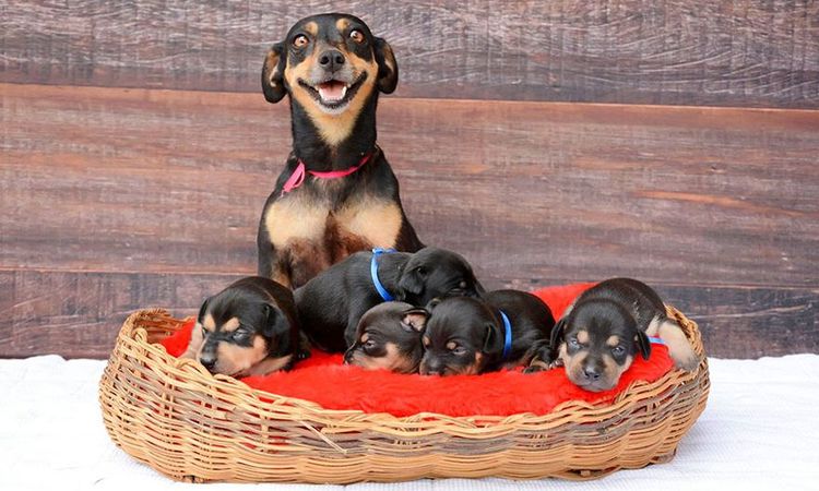 Une chienne qui a mis bas un chiot