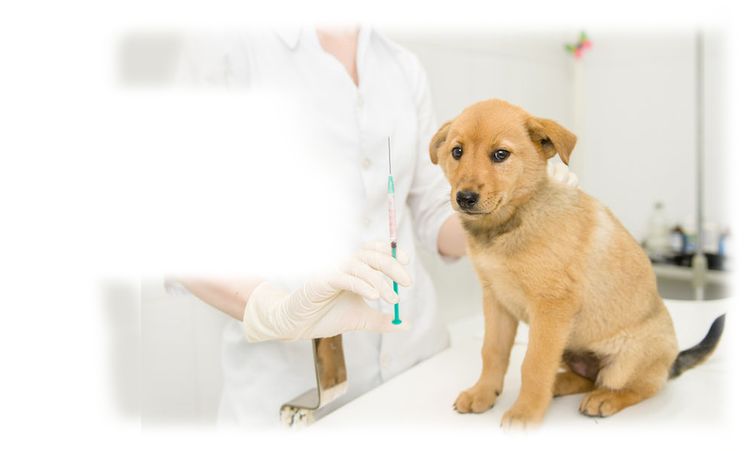 Chiot chez le vétérinaire