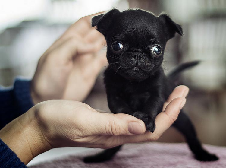 Petit Brabançon noir