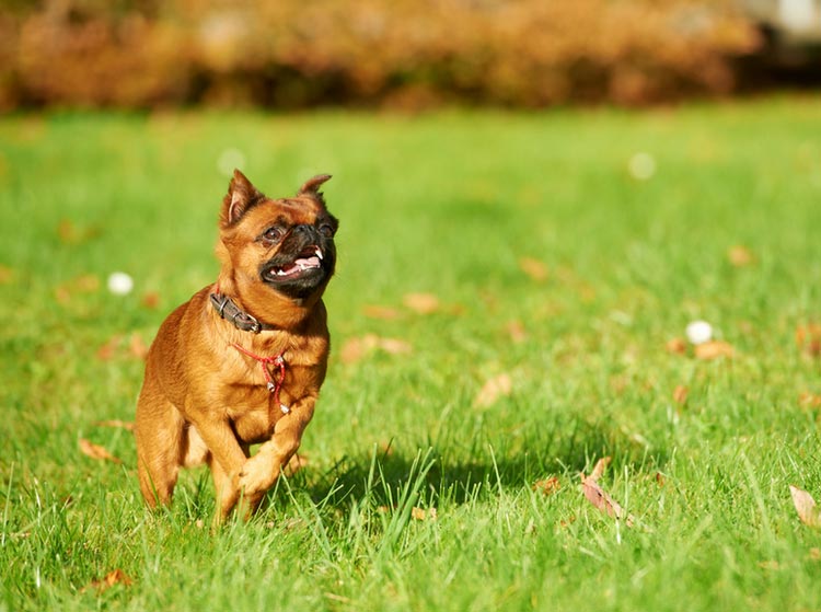 Petit Brabancon amarré