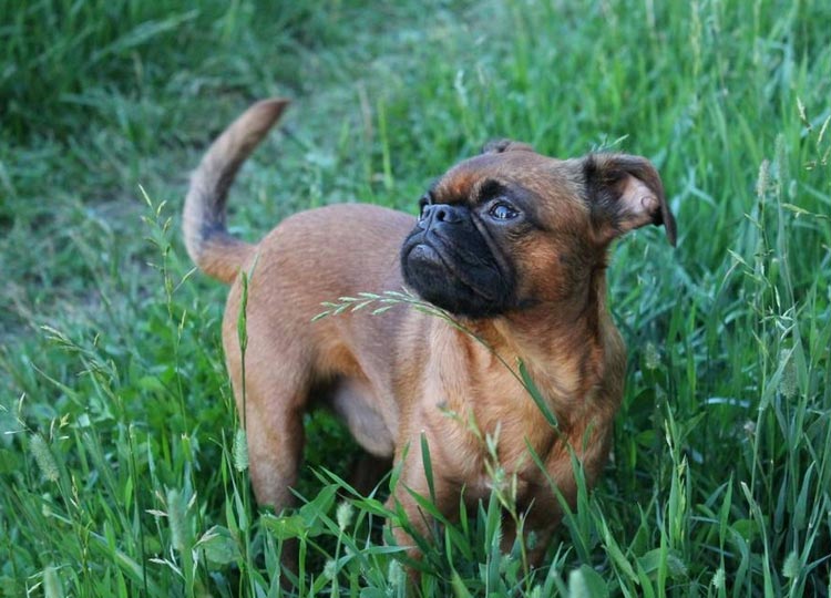 Petit Brabancon dans l'herbe