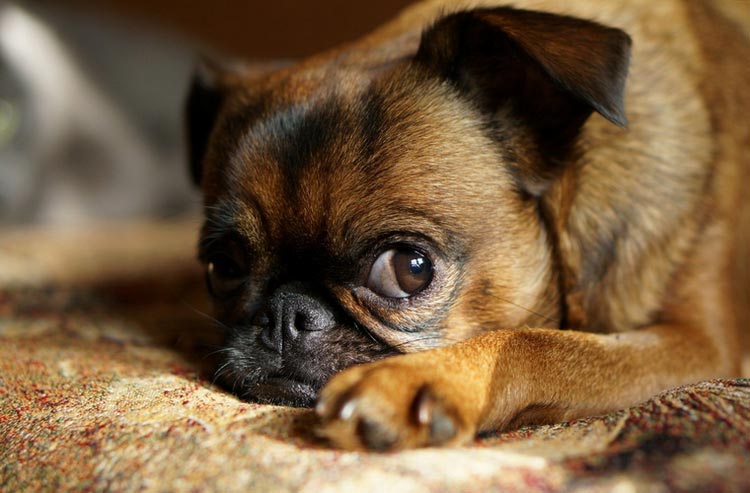 mix petit brabançon