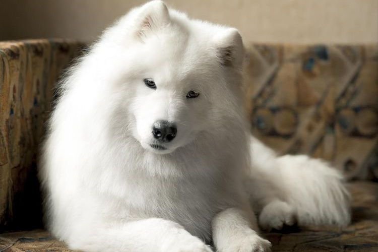 Samoyède