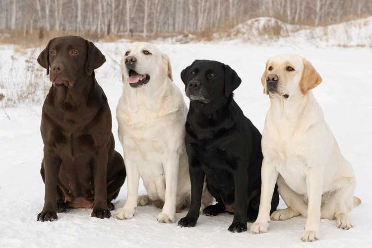 Labradors retrievers