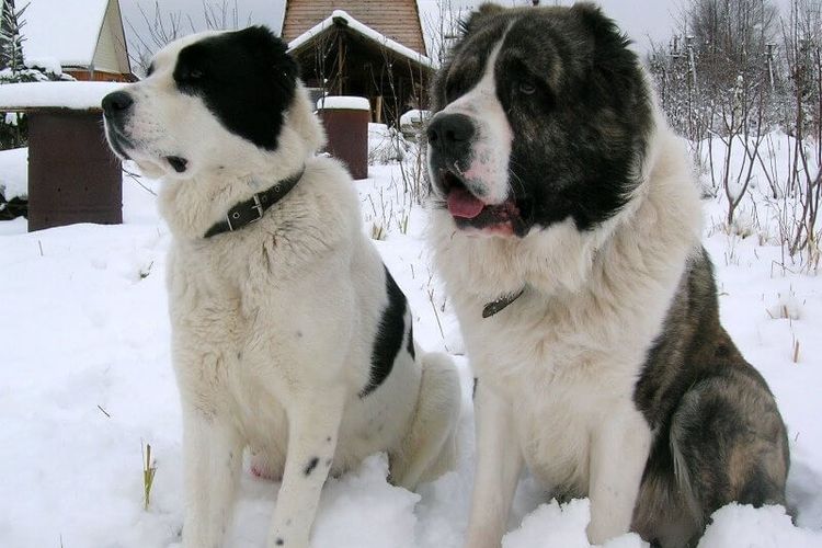 Alabai ou Berger d'Asie centrale