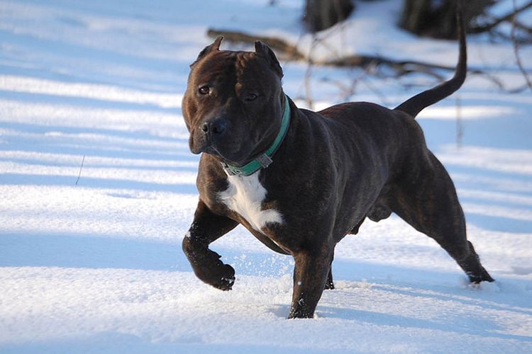 American Staffordshire Terrier