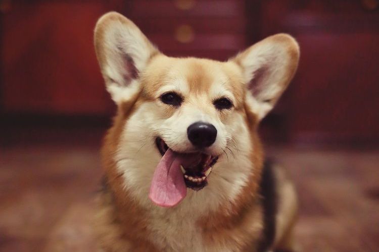 Welsh Corgi