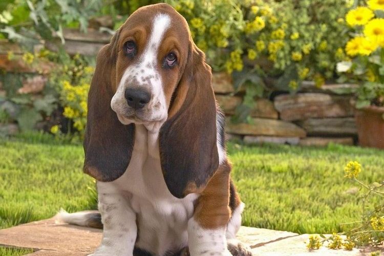 Basset Hound