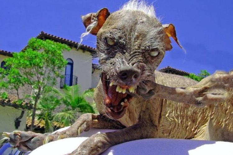 Sam, le chien nu péruvien