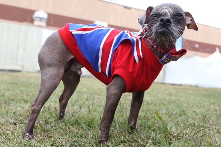 Magli le chien effrayant