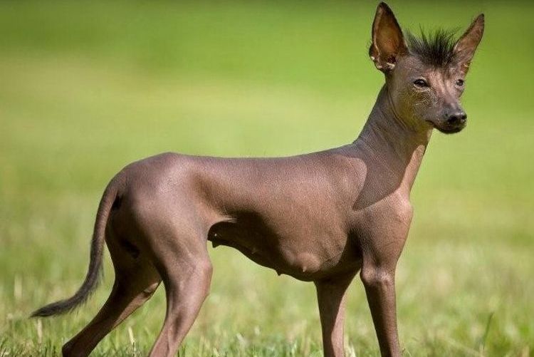 Xoloitzcuintle