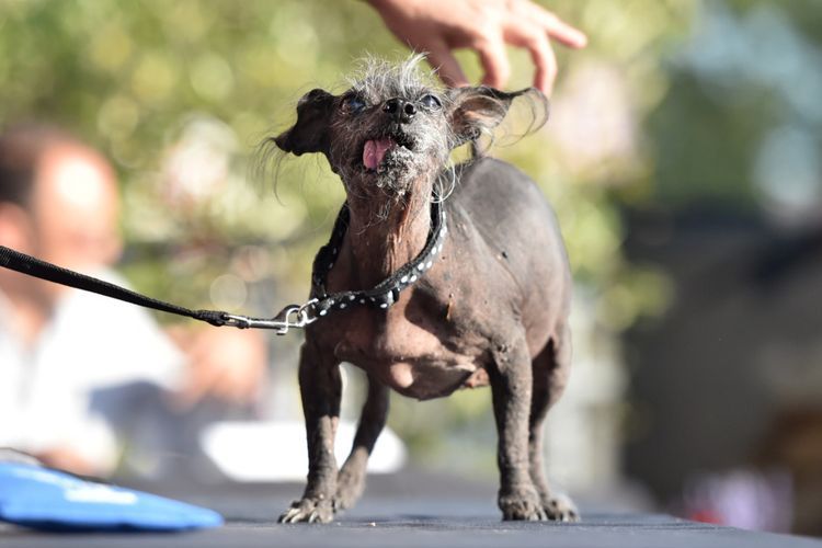 Chien effrayant qui fait pipi
