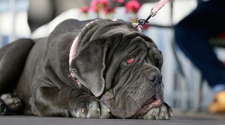 Martha le chien effrayant