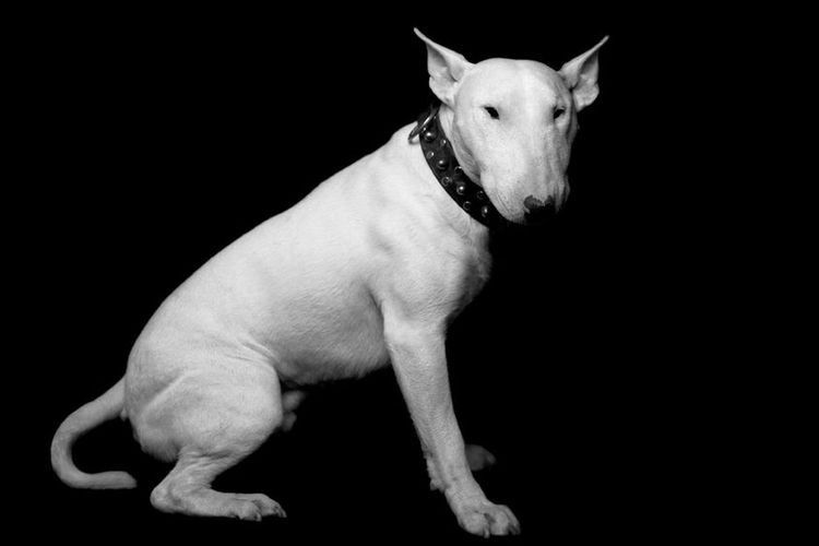 Bull Terrier