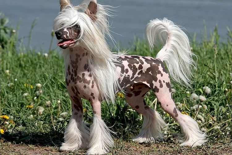 Chien chinois à crête sans poils