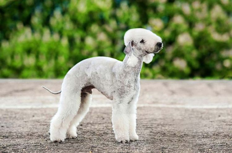 Terrier de Bedlington