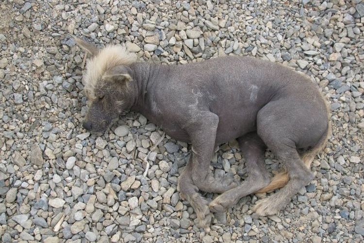 Orchidée nue inca du Pérou