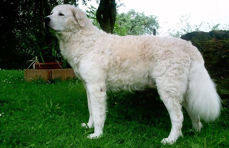 Kuvasz hongrois