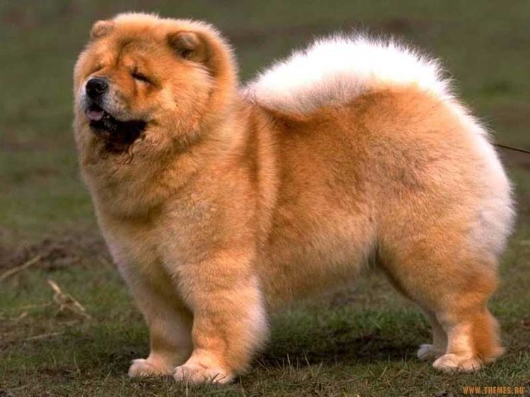Chow-chow