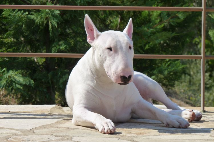Bull Terrier
