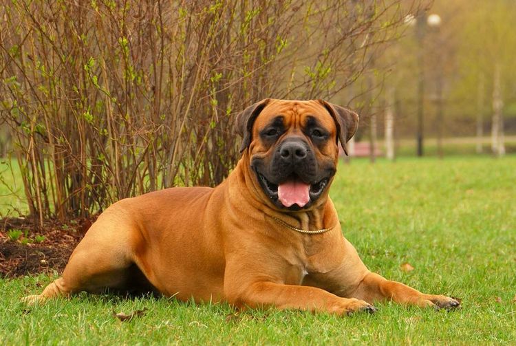 Boerboel sud-africain