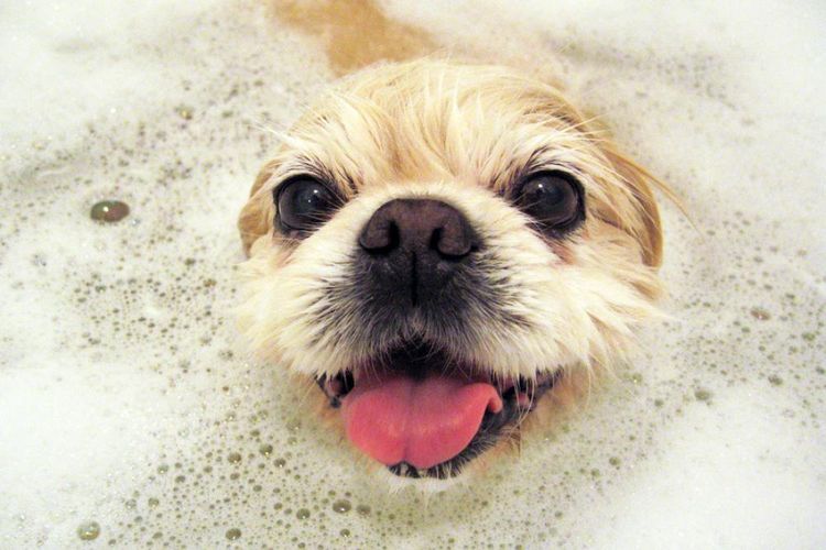 Chien dans la salle de bain
