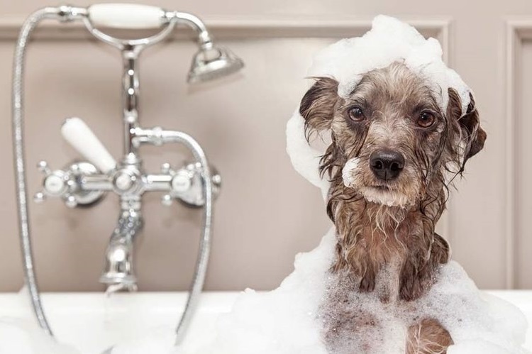 Chien dans la mousse de savon
