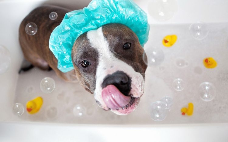Un chien avec un bonnet de douche